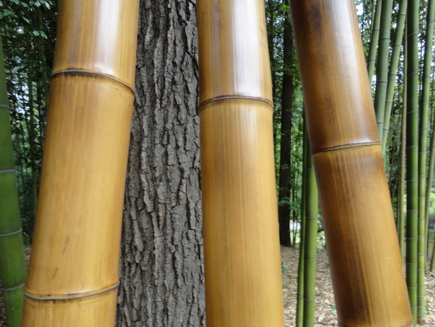 3-1/2” Shibari Suspension Bamboo
